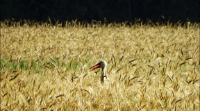 Лысенков: «Что нам мешает конкурировать с Польшей, а не побеждать самих себя сорокалетней давности?»