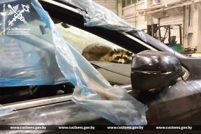 Фотофакт. В прибывшем из США в Беларусь автомобиле таможенники нашли енота